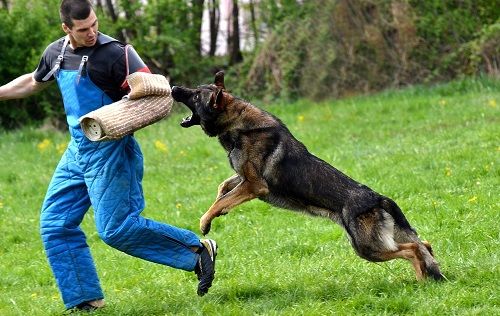 警察犬　神奈川県警　表彰　捜索　行方不明に関連した画像-01