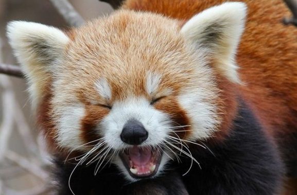 ���� �ѥ�� ����ưʪ�� ��������ط��˴�Ϣ��������-03