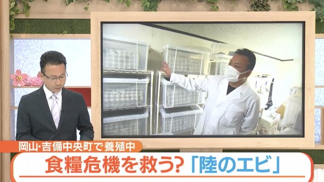 コオロギ 陸のエビ マスコミ ゴリ押しに関連した画像-01