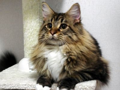 ǭ�����ľɡ������ꥹ���ᥤ�󥯡��󡡳��衡�ͥ��˴�Ϣ��������-01