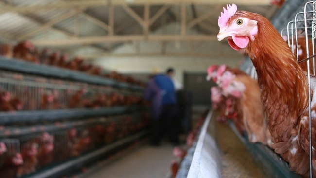 中国 ニワトリ 鳥インフルエンザ に関連した画像-01