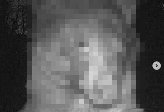 野生動物　監視カメラ　クマ　自撮りに関連した画像-01