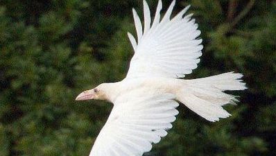 島根で 白いカラス が出現 カッコ良すぎｗｗｗｗ オレ的ゲーム速報 刃