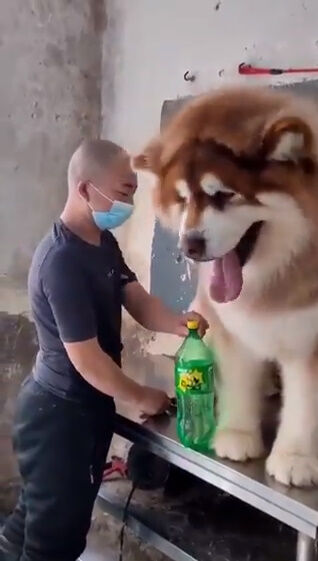 動画に映ってる犬がでかすぎる これ加工でしょ マジでこのビッグサイズであることが判明wwww オレ的ゲーム速報 刃 動画に映ってる犬がでかすぎる これ加工でしょ マジでこのビッグサイズであることが判明wwww オレ的ゲーム速報 刃