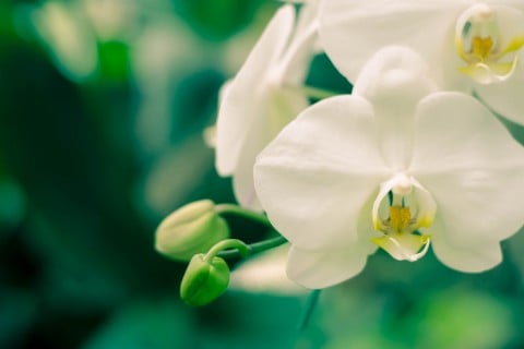 スポーツ選手 犯人 拉致 ランの花に関連した画像-01