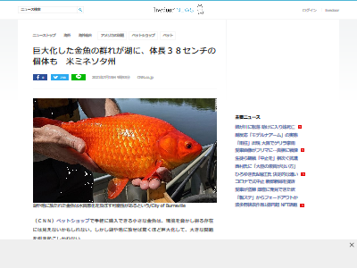 画像 アメリカのとある湖で金魚の群れを発見 サイズがヤバすぎると話題にwwwwww オレ的ゲーム速報 刃 画像 アメリカのとある湖で金魚の群れを発見 サイズがヤバすぎると話題にwwwwww オレ的ゲーム速報 刃