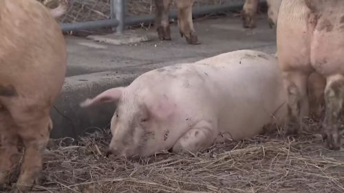 ブタ　脱走　運搬中　トラック　国道　西尾東インター付近　愛知県西尾市に関連した画像-01