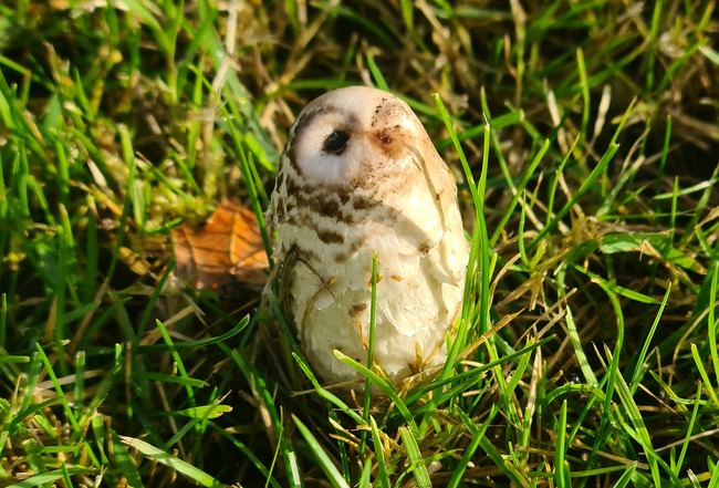 捕獲 ふくろう あつ 森