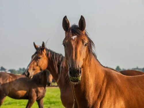 馬　餌やり　業務上過失傷害　書類送検に関連した画像-01