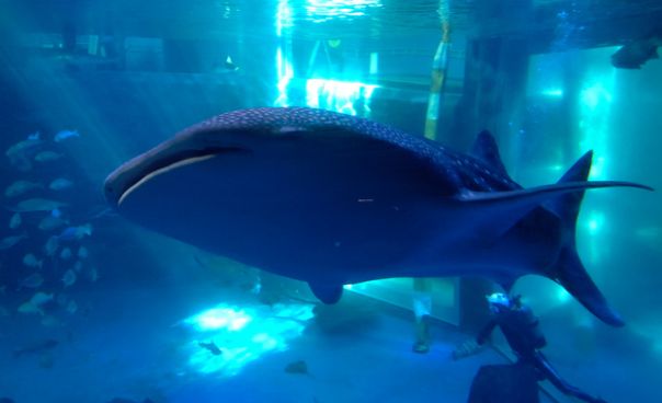 能登半島地震　被災　水族館　とじま水族館　ジンベイザメに関連した画像-01