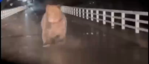 ヒグマ　車　ドラレコ　対処　クマ　熊　に関連した画像-01