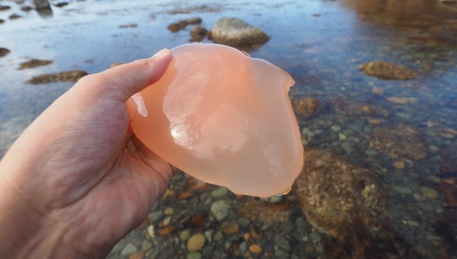 海岸 ぷにぷに 謎の物体 クラゲ ヌーブラ 混迷に関連した画像-01