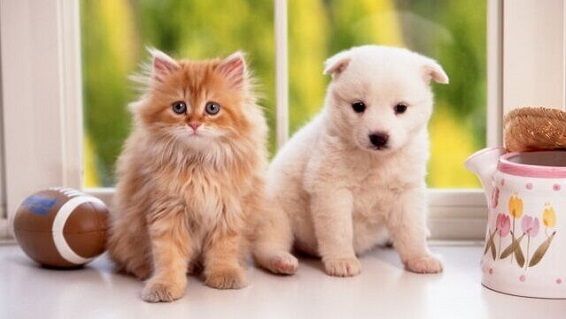 ニューヨーク　ペットショップ　販売禁止　法案　2024年に関連した画像-01