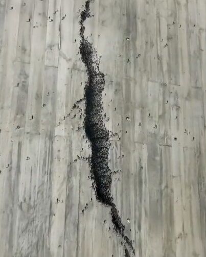 スペイン 病院 壁 ひび割れ アート 群衆 ソーシャル・ディスタンシングに関連した画像-03