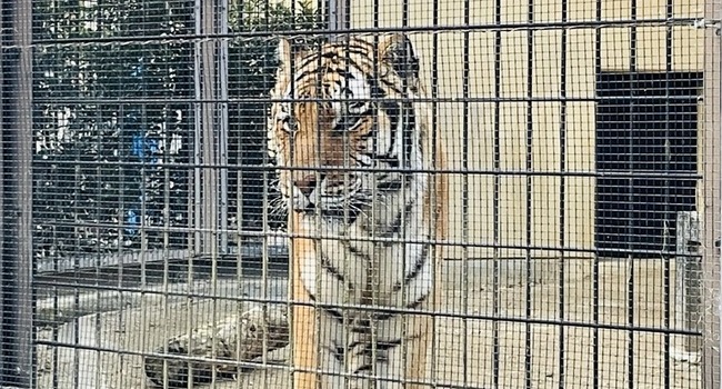 動物園 トラ 鳴く 猫翻訳 にゃんトーク 切ない ストレスに関連した画像-01