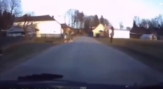 犬 動画に関連した画像-04