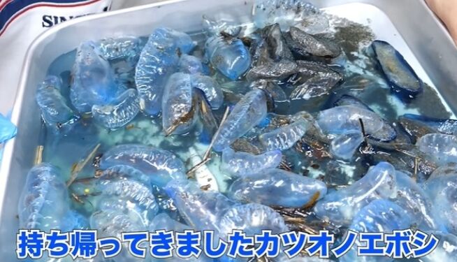 ホモサピ　ユーチューバー　YouTuber　猛毒クラゲ　カツオノエボシ　出汁に関連した画像-01