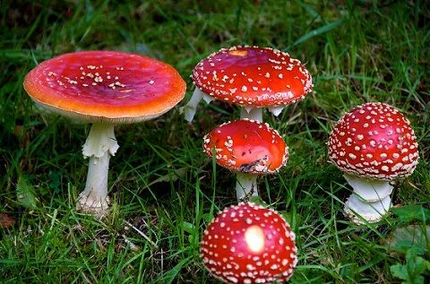 男性さん 自らの病気の治療のためマジックマッシュルームを静脈注射したところ うわぁああああああああ オレ的ゲーム速報 刃 男性さん 自らの病気の治療のためマジックマッシュルームを静脈注射したところ うわぁああああああああ オレ的ゲーム速報 刃