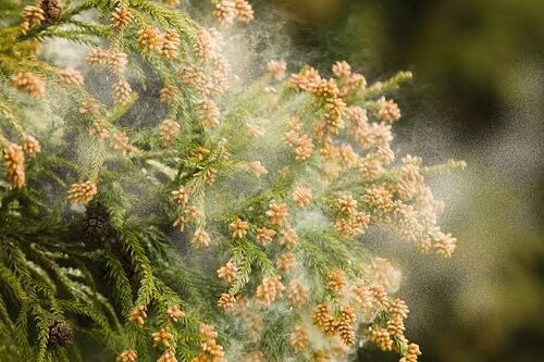 暖冬　花粉　飛散に関連した画像-01