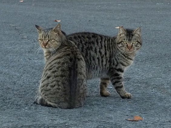 d-neko36900_792