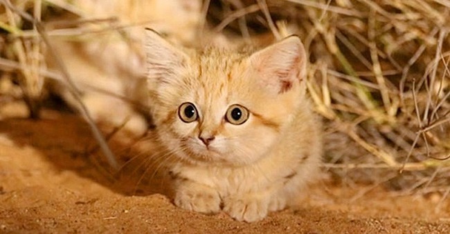 スナネコ　動物園　赤ちゃん　日本初に関連した画像-01