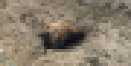 ツイッター 死体 死骸 袋 かみねんど先輩に関連した画像-01