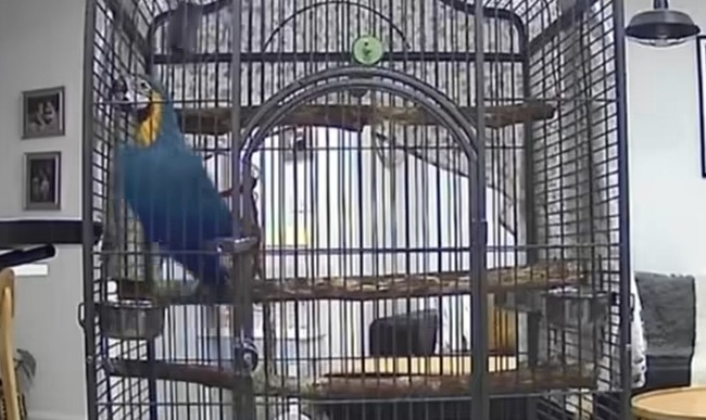 留守番　インコ　警報　鳴き声　強盗　逃走に関連した画像-01