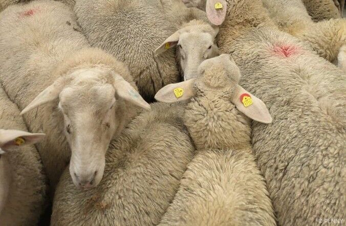 羊　ドイツ　スーパー　ペニー　逃げ出す　脱走に関連した画像-01