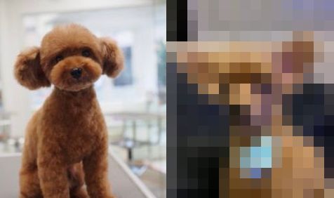 犬　トリミング　顔　剃る　軽いノリ　OK　アリクイに関連した画像-01