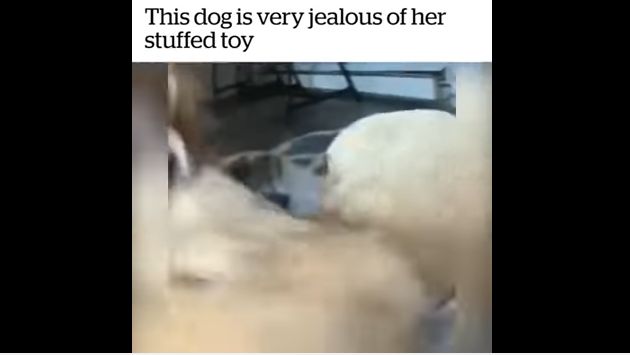 犬　ぬいぐるみ　豹変　嫉妬に関連した画像-07