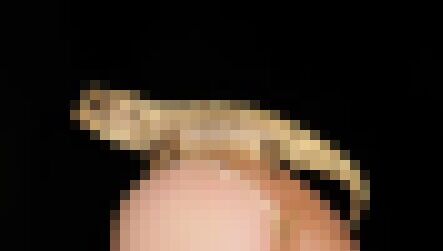 世界最小 カメレオン ナノヒメカメレオン 発見に関連した画像-01