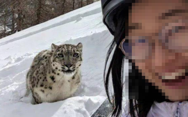 ユキヒョウ　ヒョウ　自撮り　女性　襲撃　羊　血まみれに関連した画像-01