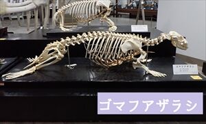 南極 謎生物 未確認生物 UMA 発見に関連した画像-05