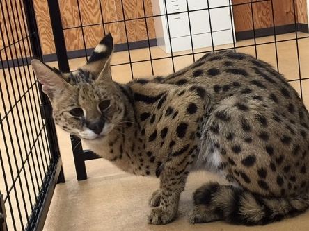 けものフレンズ に感動してマジでサーバルキャットを飼いはじめる