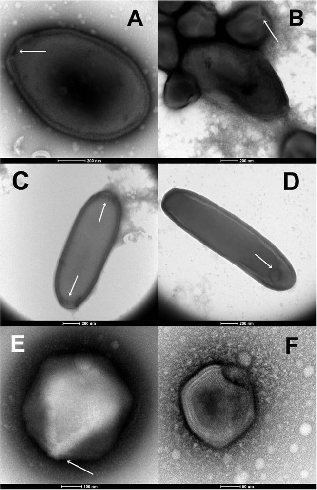 科学者 48500年前 ゾンビウイルス 氷河期 復活に関連した画像-03