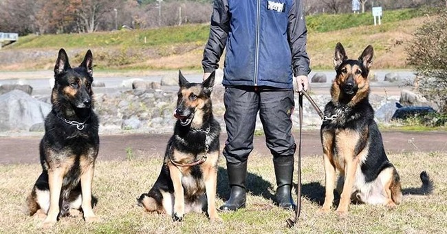 兵庫県警　警察犬　行方不明　逃走に関連した画像-01