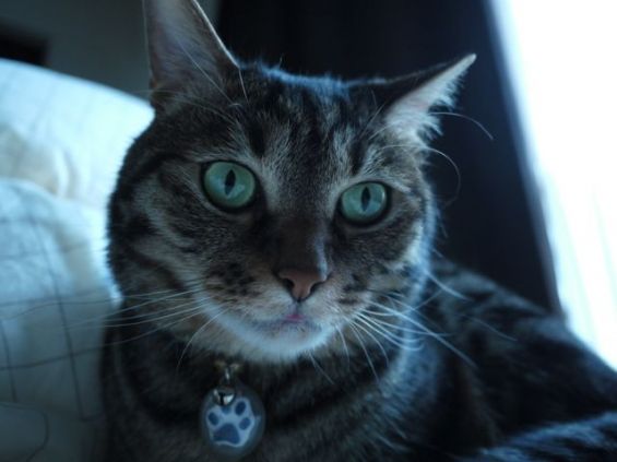 d-neko36495_427