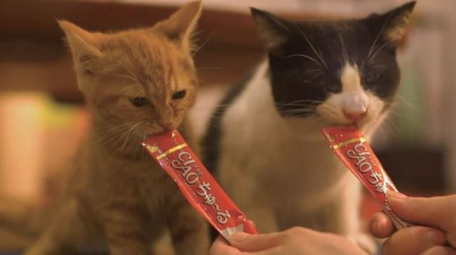 猫 おやつ ちゅ〜る 実験 人間に関連した画像-01