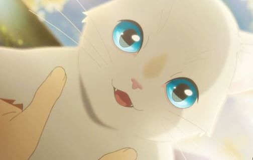 子猫 保護 ノミダニ 体力 体温 牛乳に関連した画像-01