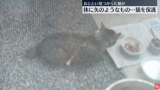 埼玉県 熊谷 猫 吹き矢 怪我 無職 田口富夫 逮捕に関連した画像-01