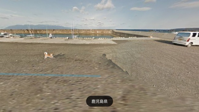 グーグル google ストリートビュー 犬 イッヌに関連した画像-07
