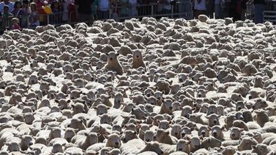 羊 1000頭 脱走に関連した画像-03