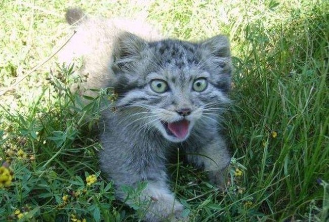 猫 保護 成長 マヌルネコに関連した画像-04