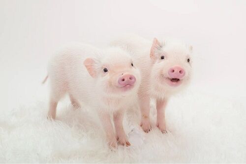 ブタ 小学校 命 教育 名前 Pちゃん 飼育 黒田恭史 食肉センター ペット 家畜に関連した画像-01