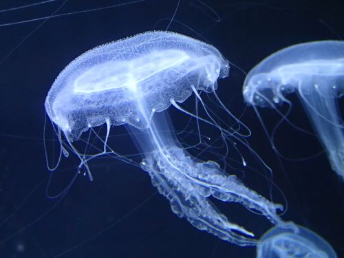 クラゲ　餌　水族館　缶バッジ　ガチャに関連した画像-01