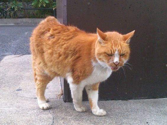 d-neko36801_929