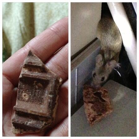ねずみの恩がえし 家の中に住んでるネズミにお菓子をあげたら お返しにチョコをもらったwwwwwwww オレ的ゲーム速報 刃 ねずみの恩がえし 家の中に住んでるネズミにお菓子をあげたら お返しにチョコをもらったwwwwwwww オレ的ゲーム速報 刃