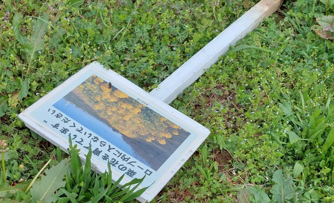 インスタ蝿 菜の花 立入禁止 侵入 日本人 民度 埼玉県 権現堂に関連した画像-01