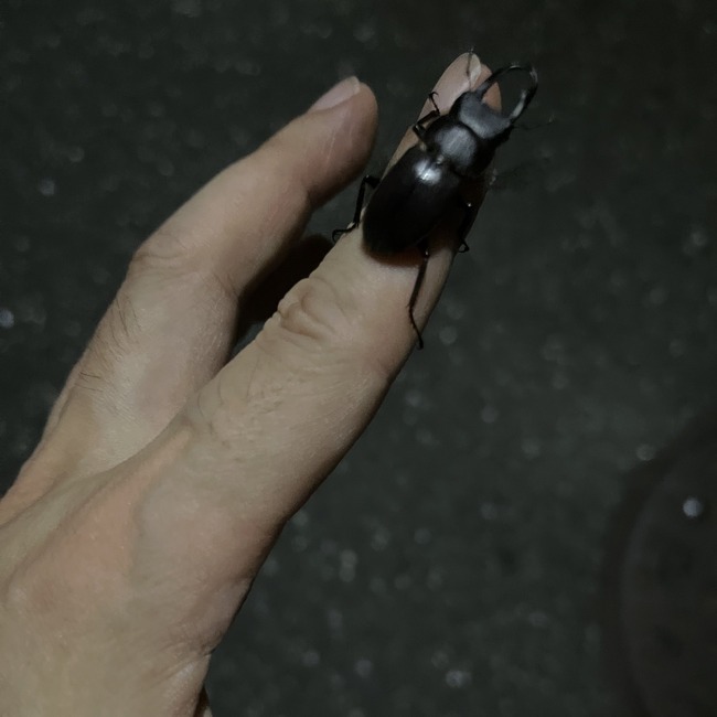 冨樫義博 ハンターハンター 散歩 夜中 クワガタ カマキリ 漫画家 東京に関連した画像-02