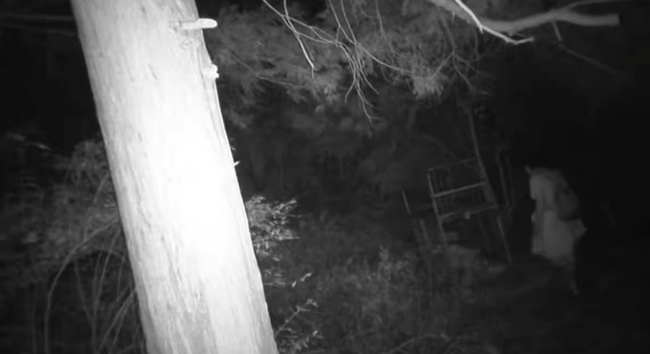 クマ 熊 箱 罠 ドア カメラ 監視カメラ ホラー 恐怖 犯人に関連した画像-02